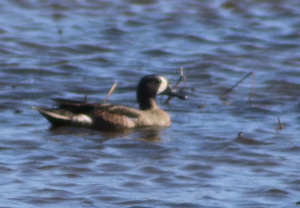 Cerceta Aliazul - ML644855171