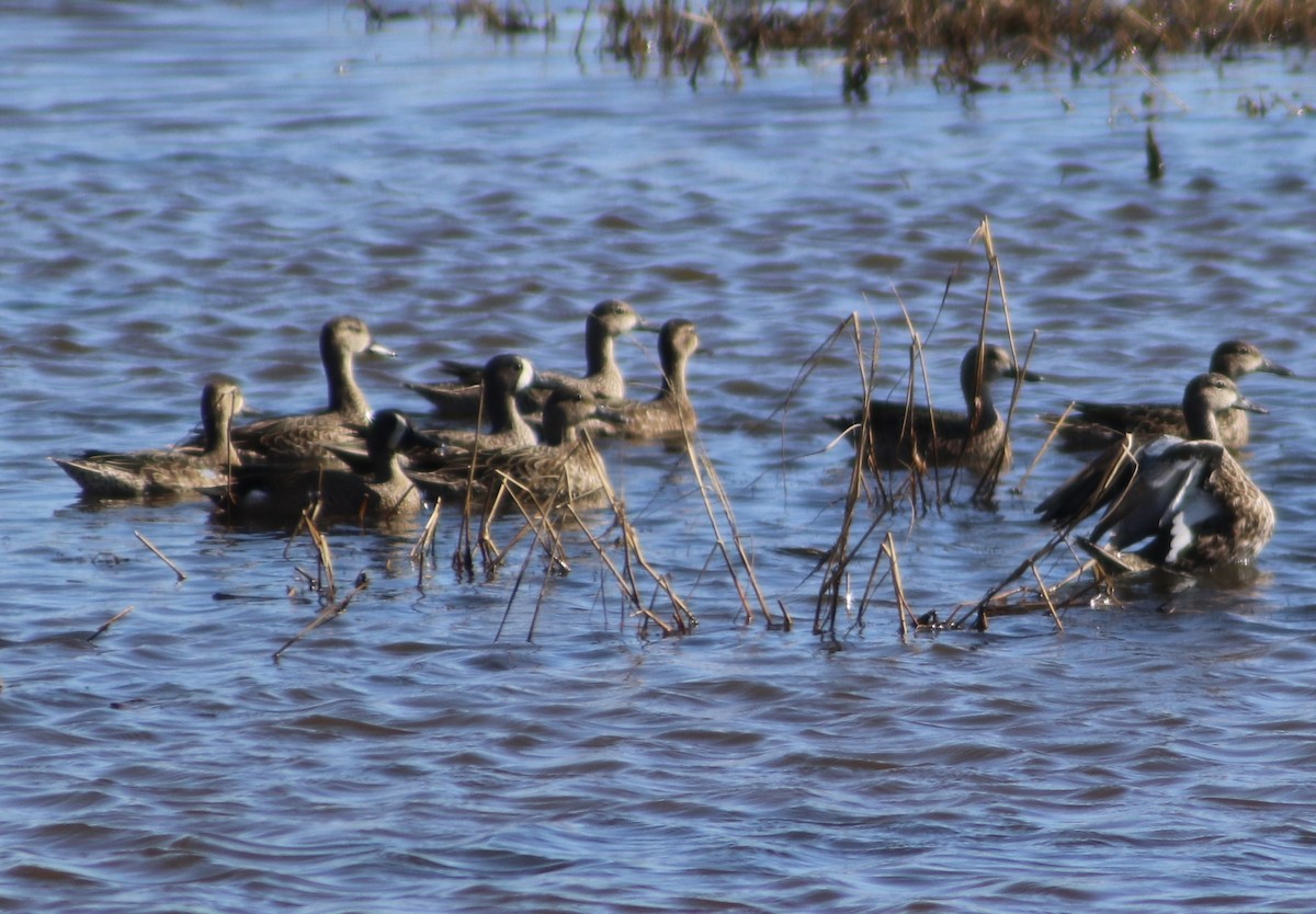 čírka modrokřídlá - ML644855172