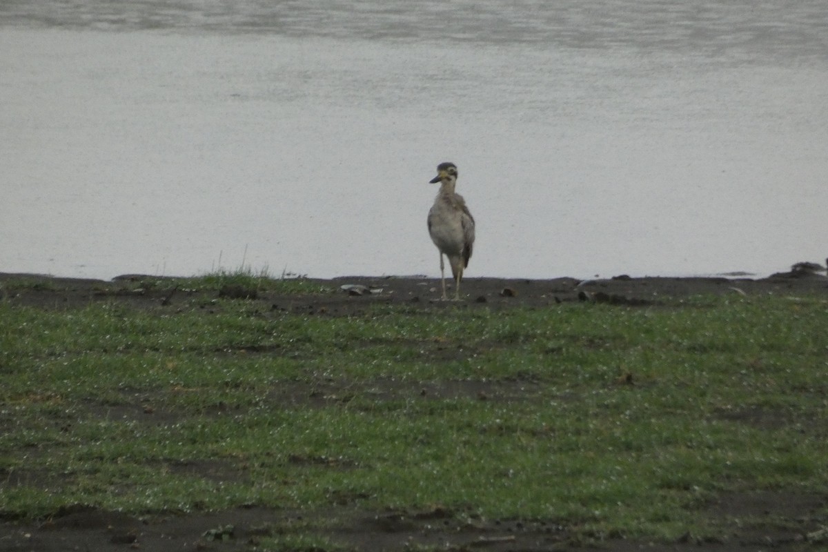 Grand Oedicnème - ML644855201