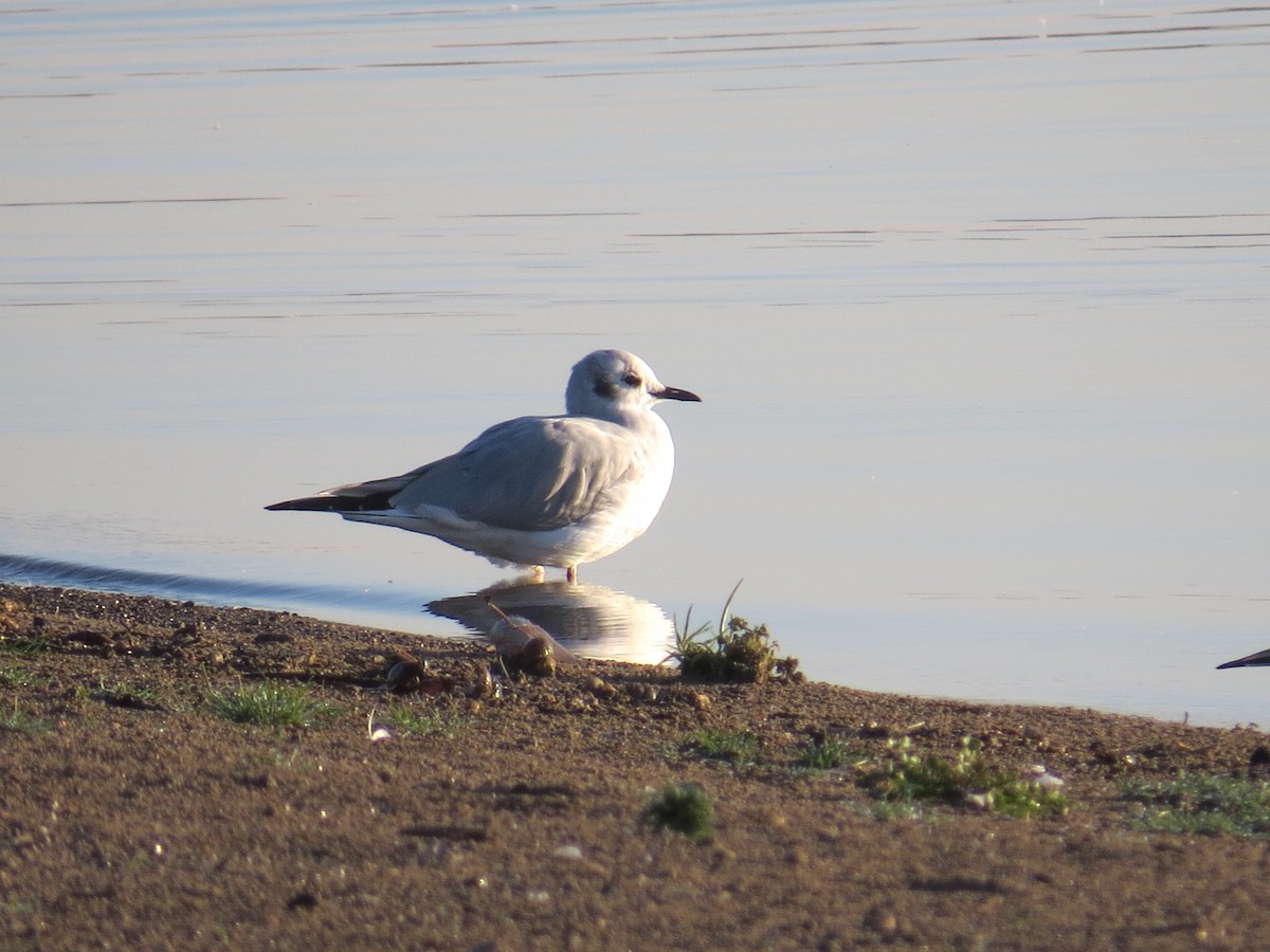 Bonaparte's Gull - ML644855205
