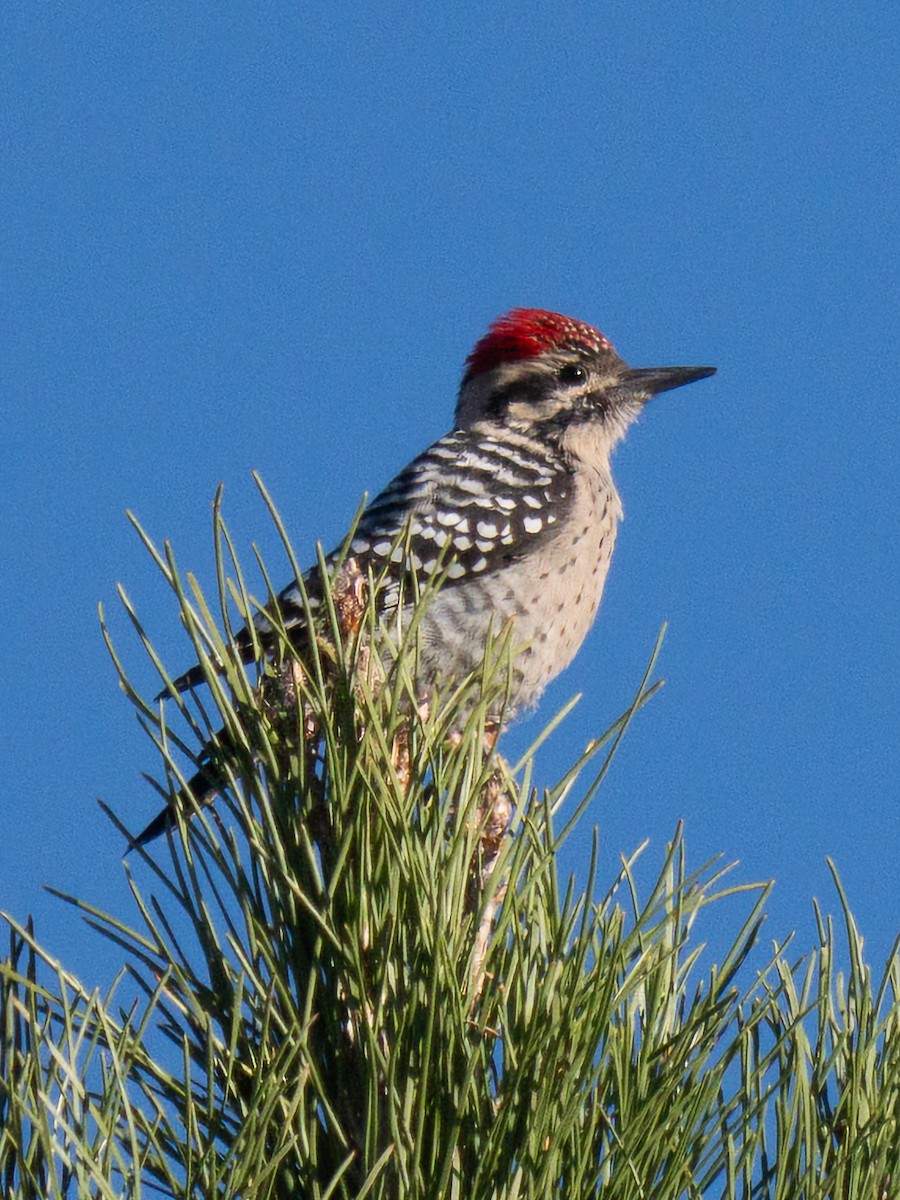 Ladder-backed Woodpecker - ML644855226