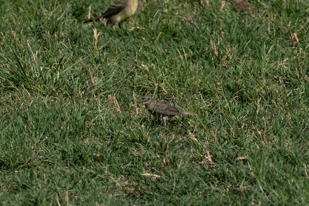 Lazuli Bunting - ML644855227