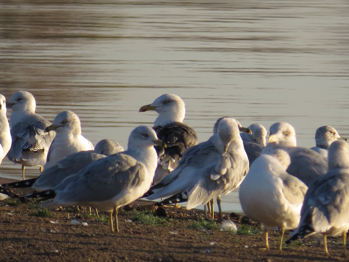 Lesser Black-backed Gull - ML644855230