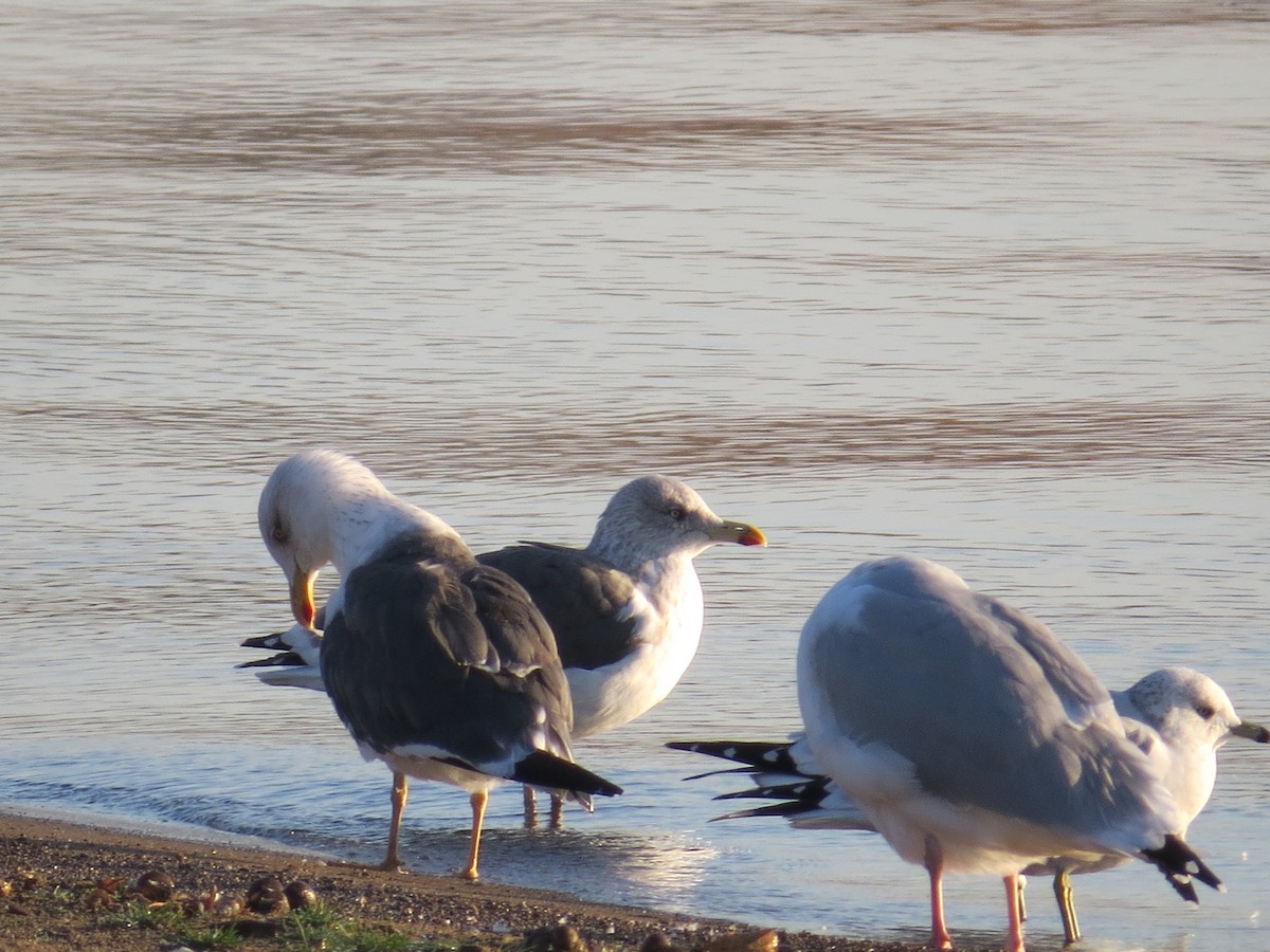 Lesser Black-backed Gull - ML644855231