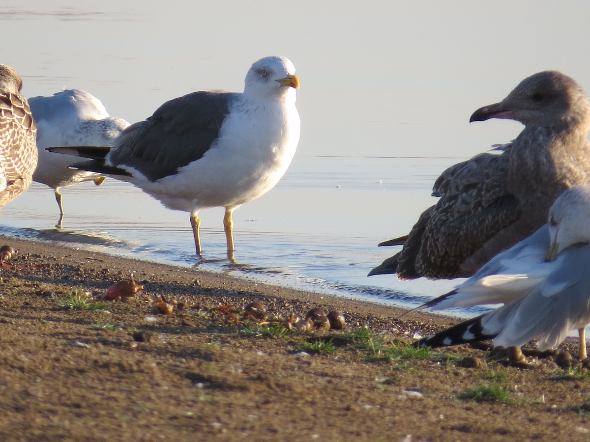 Lesser Black-backed Gull - ML644855232