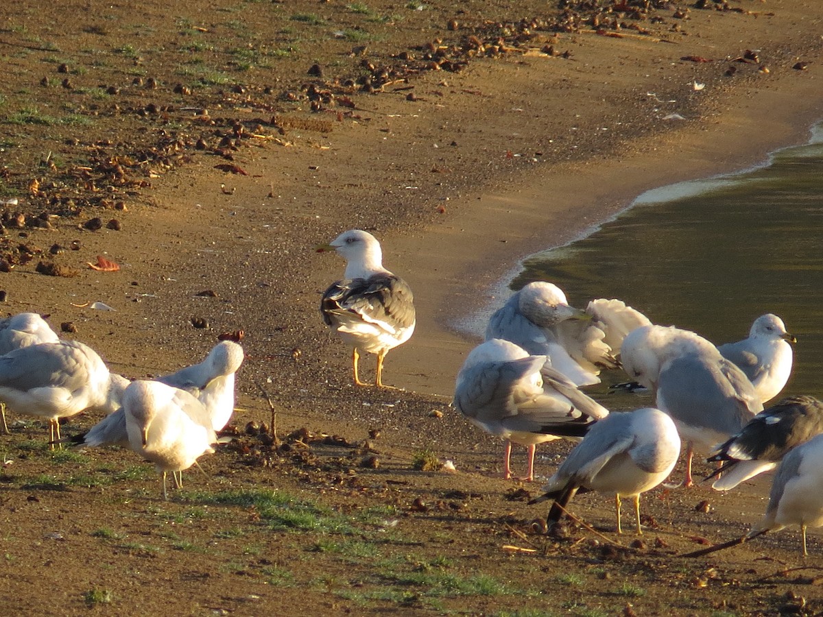 Lesser Black-backed Gull - ML644855233
