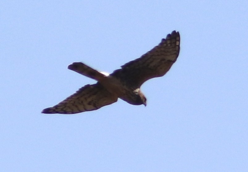 Northern Harrier - ML644855235