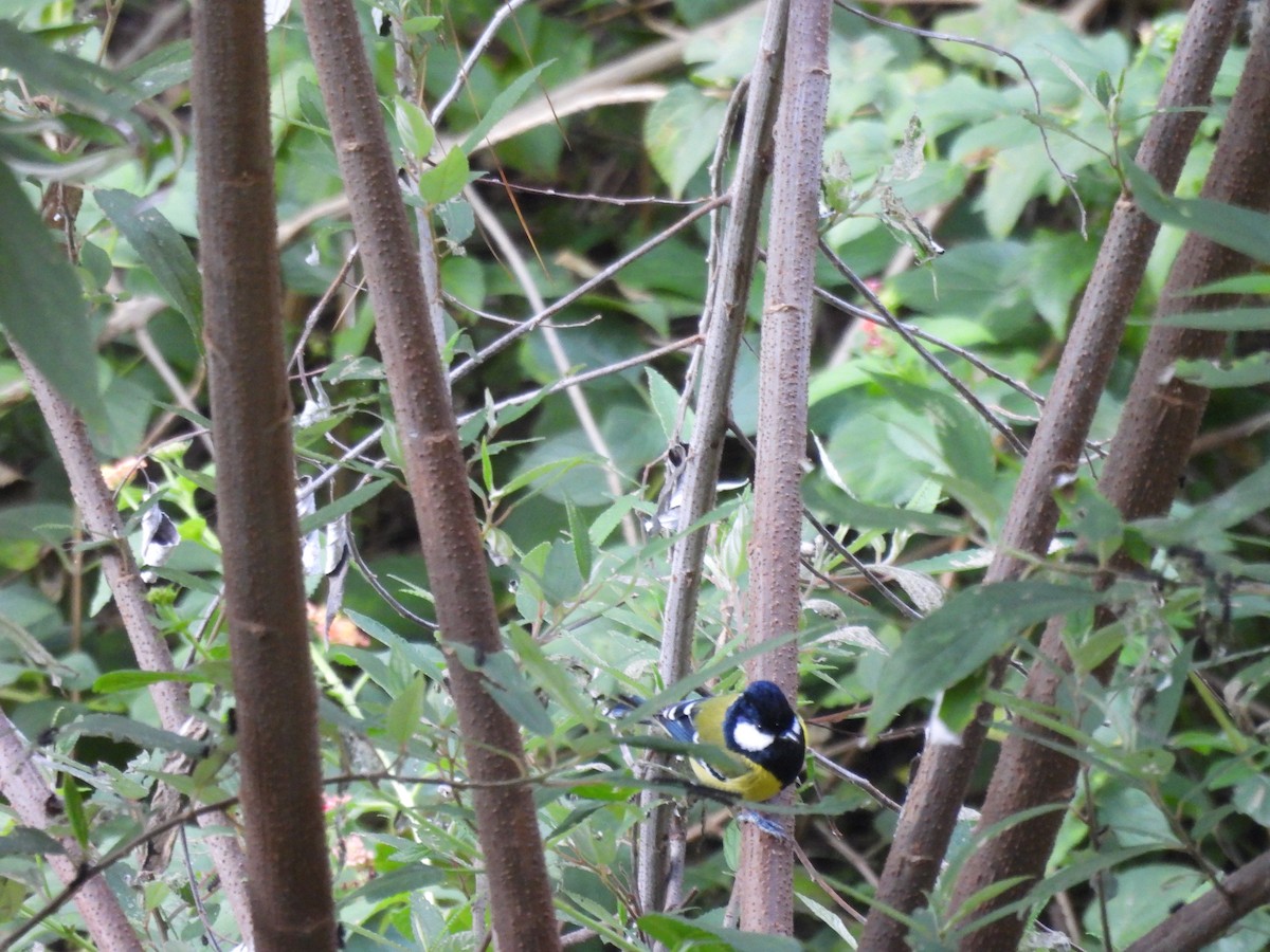 Bergkohlmeise - ML644855239