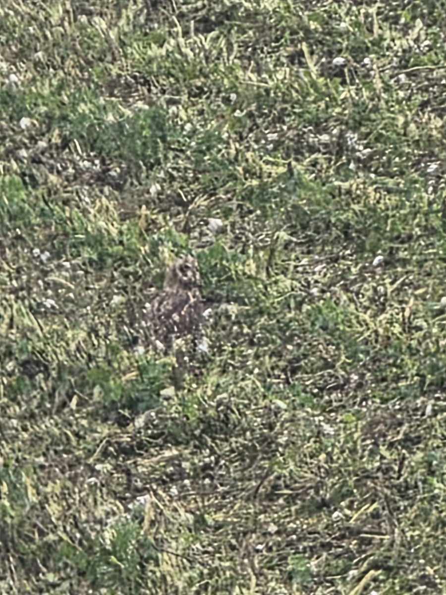 kalous pustovka - ML644855255