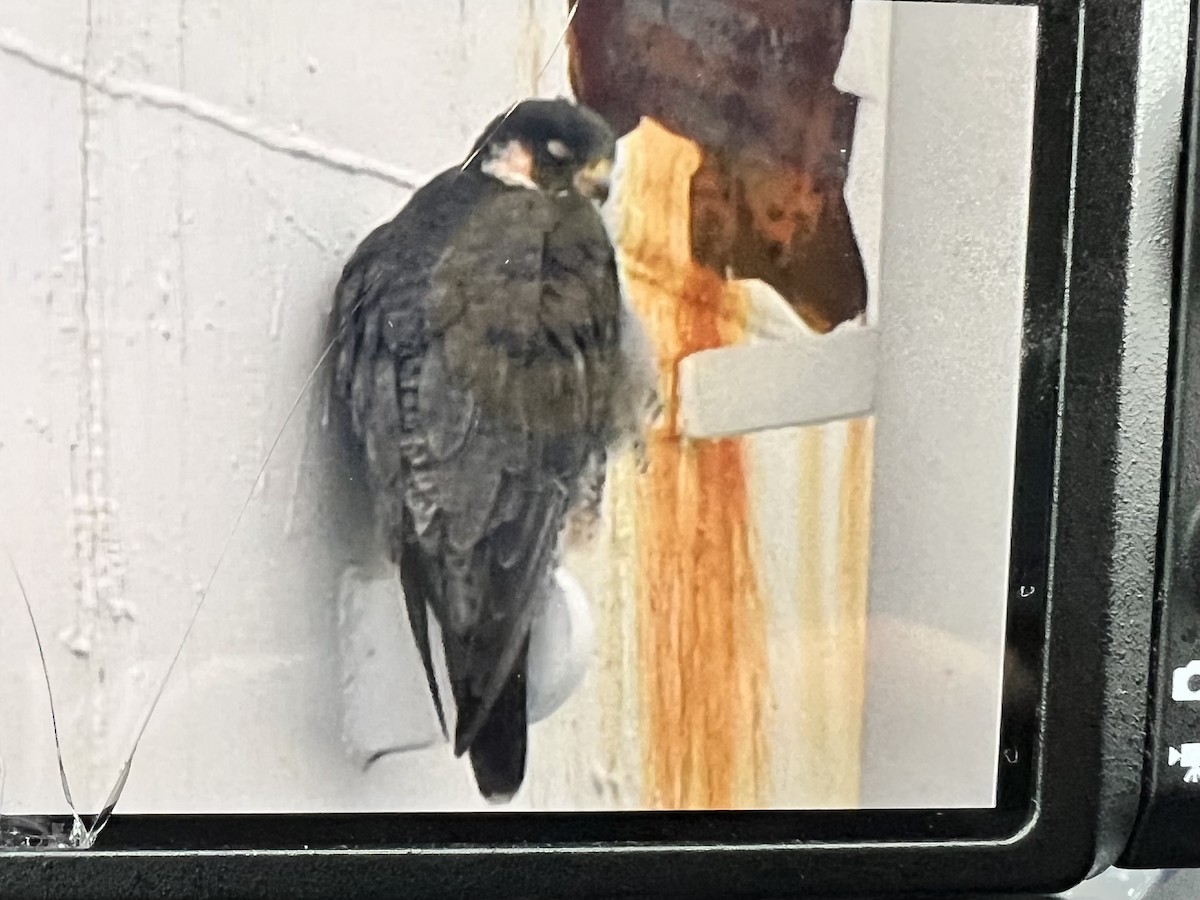 Peregrine Falcon - ML644855258