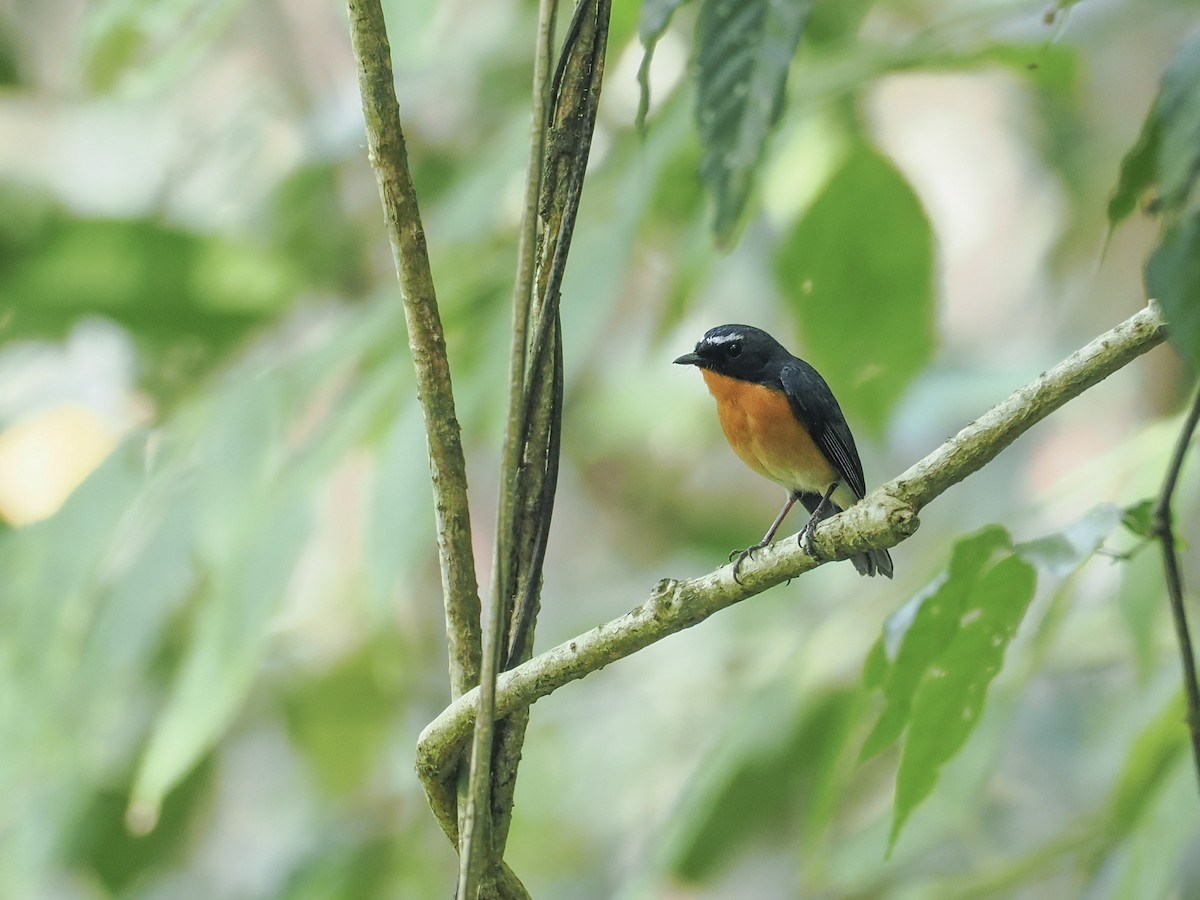 Snowy-browed Flycatcher - ML644855297