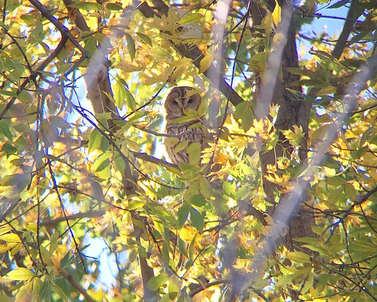 Barred Owl - ML644855310