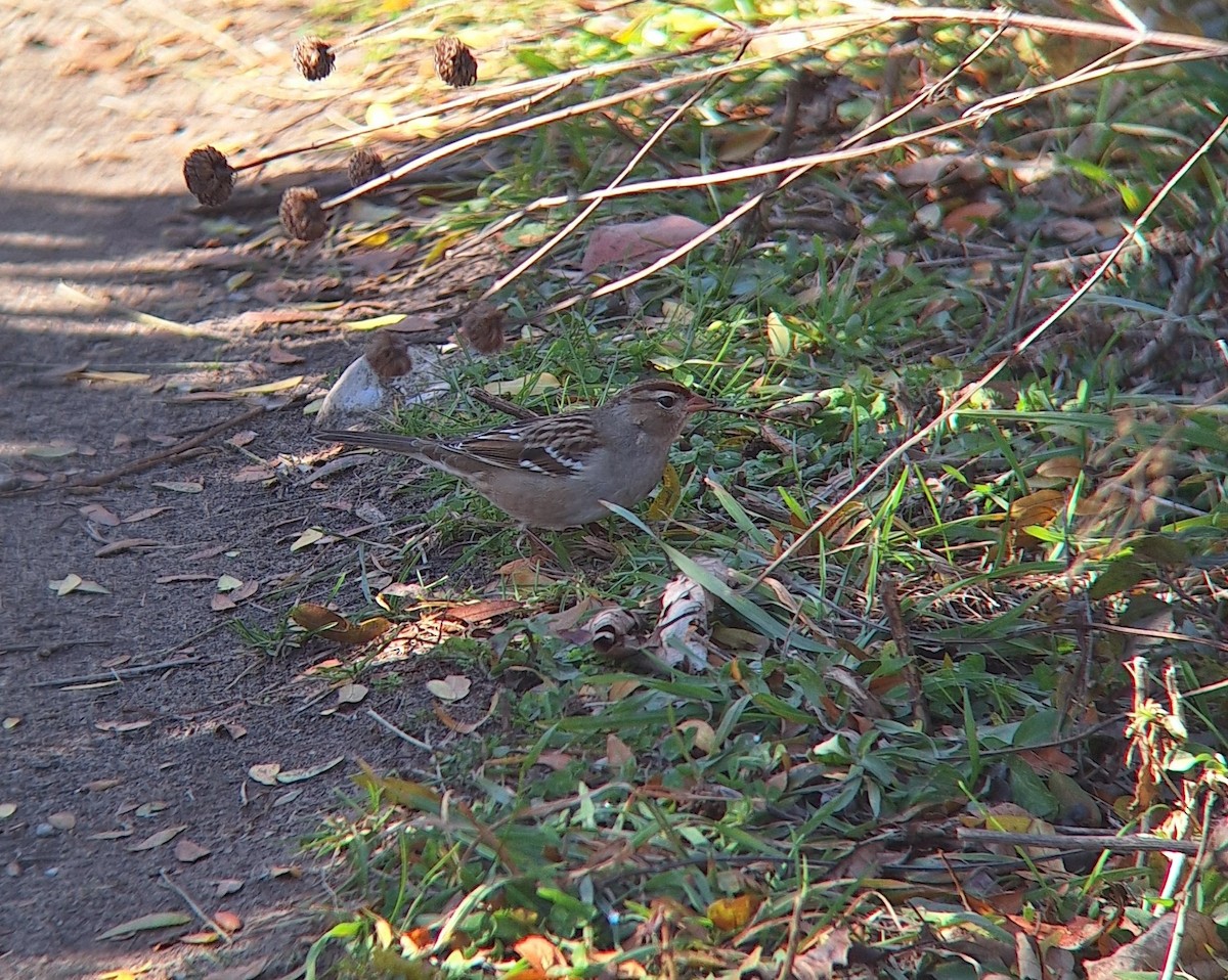 גיבתונית לבנת-כיפה - ML644855311