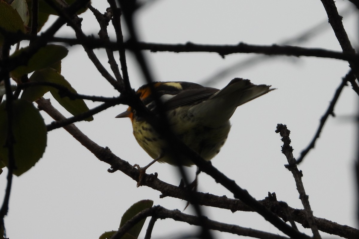 Пісняр-лісовик рудоволий - ML644855312