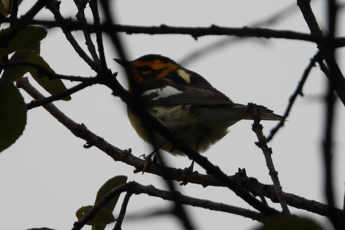 Пісняр-лісовик рудоволий - ML644855313