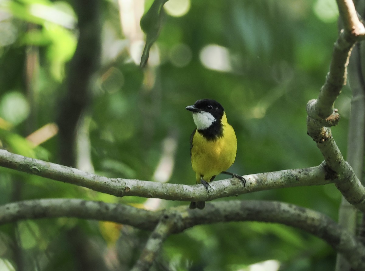 Babar Whistler - ML644855331