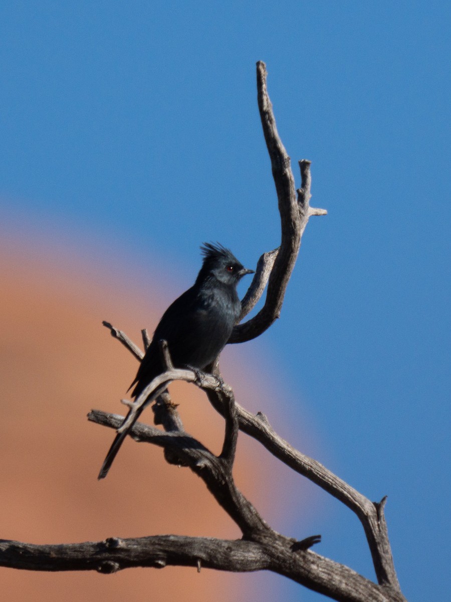 Phainopepla - ML644855338