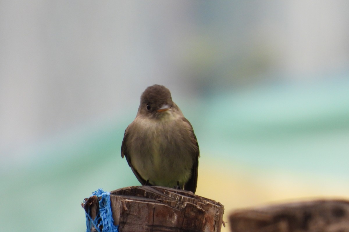 Eastern Wood-Pewee - ML644855340