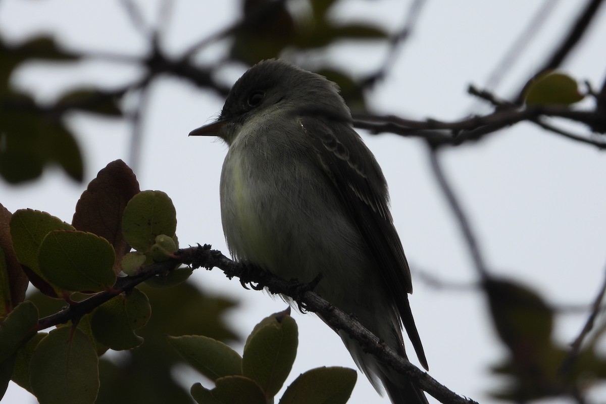 Eastern Wood-Pewee - ML644855341