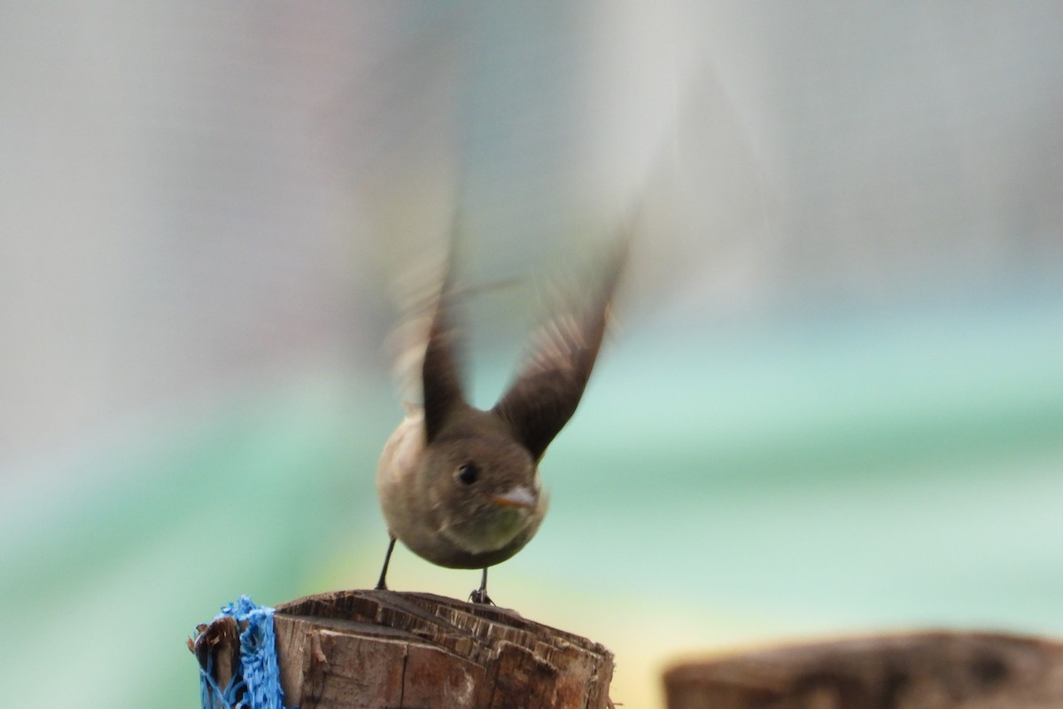 Eastern Wood-Pewee - ML644855342