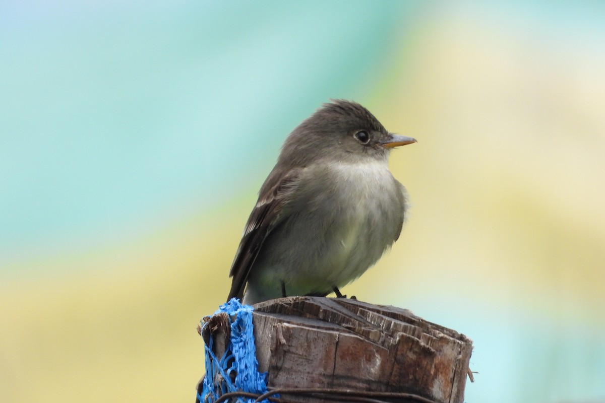 Eastern Wood-Pewee - ML644855343
