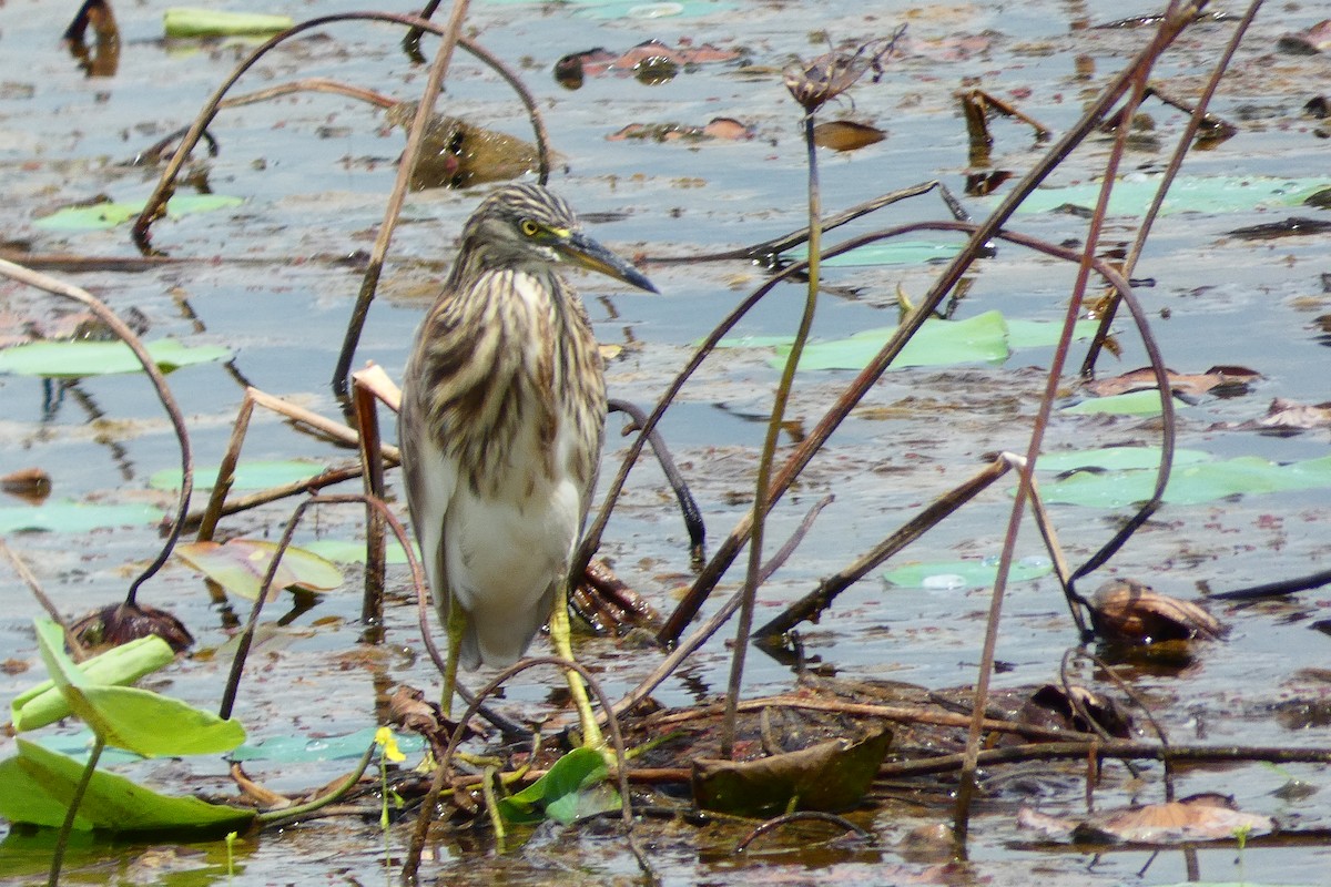 Paddyreiher - ML644855350