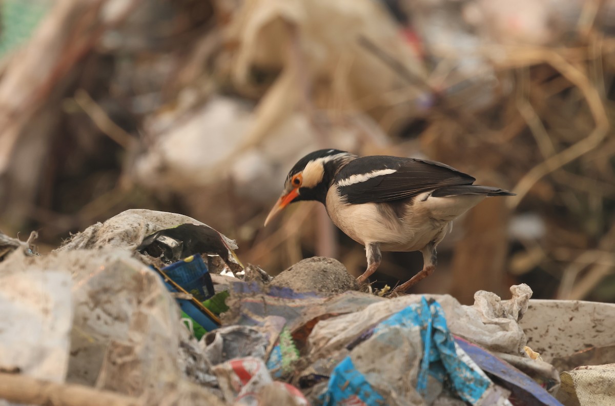 Indian Pied Starling - ML644855356