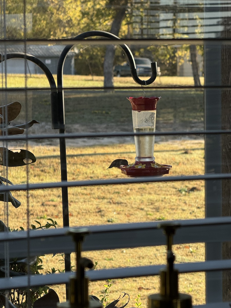 Rufous Hummingbird - ML644855394