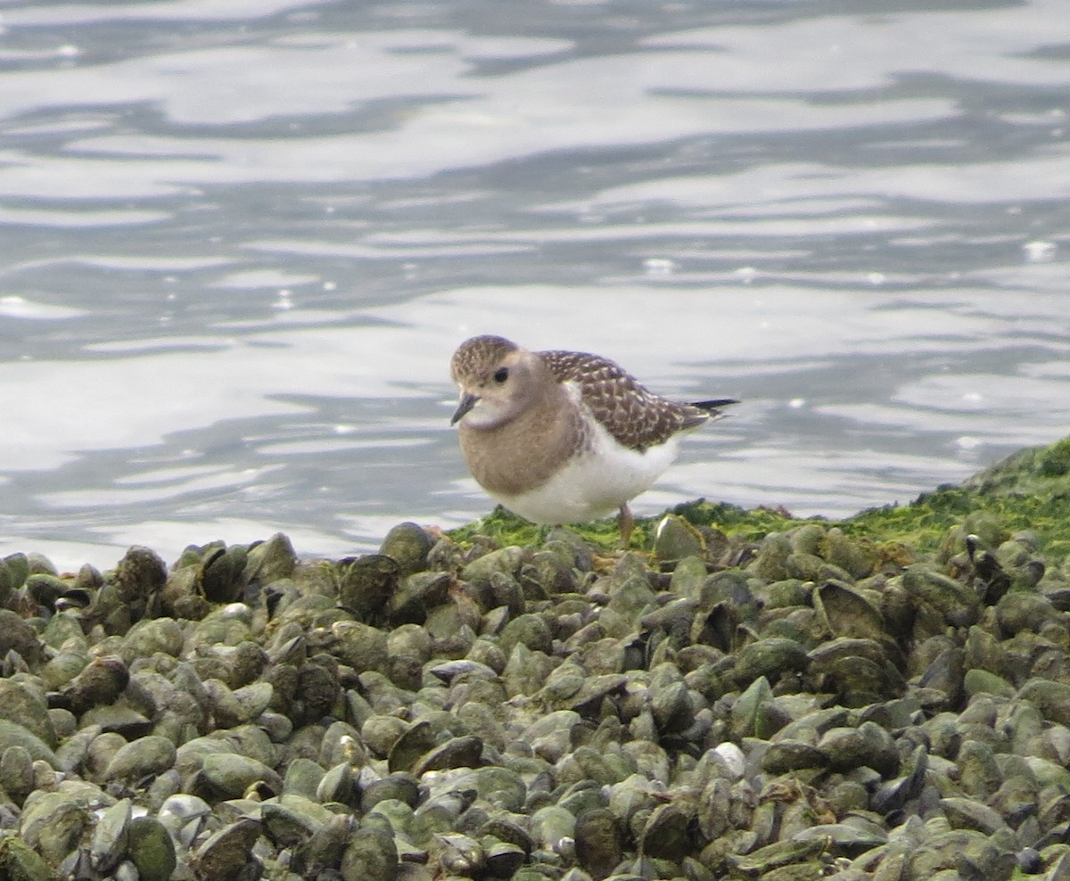 Rufous-chested Dotterel - ML644855408
