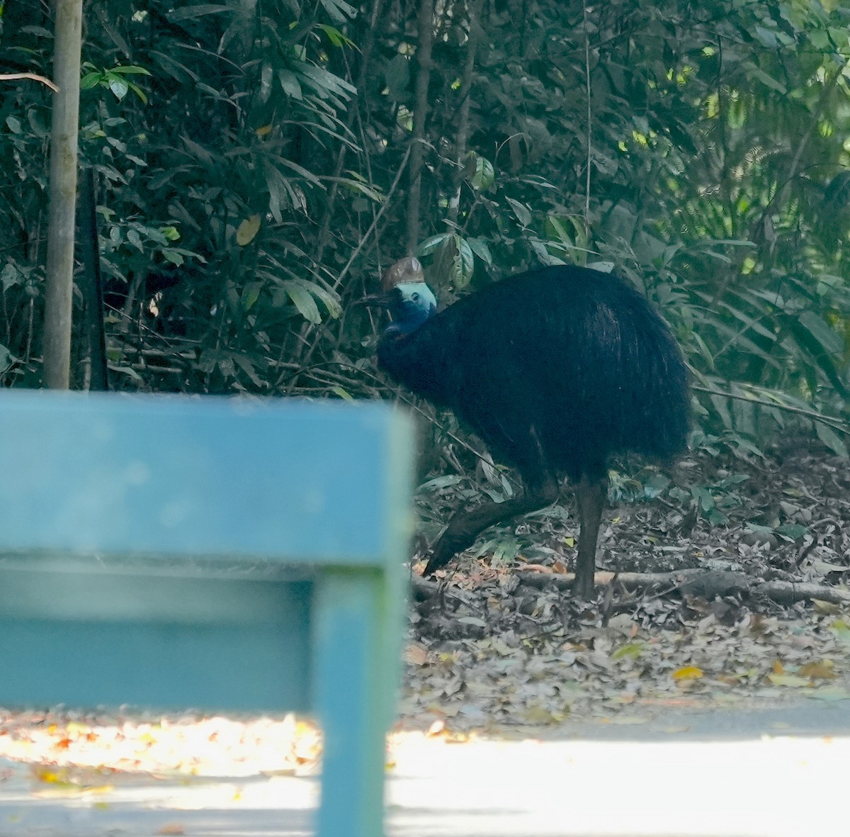 Southern Cassowary - ML644855422