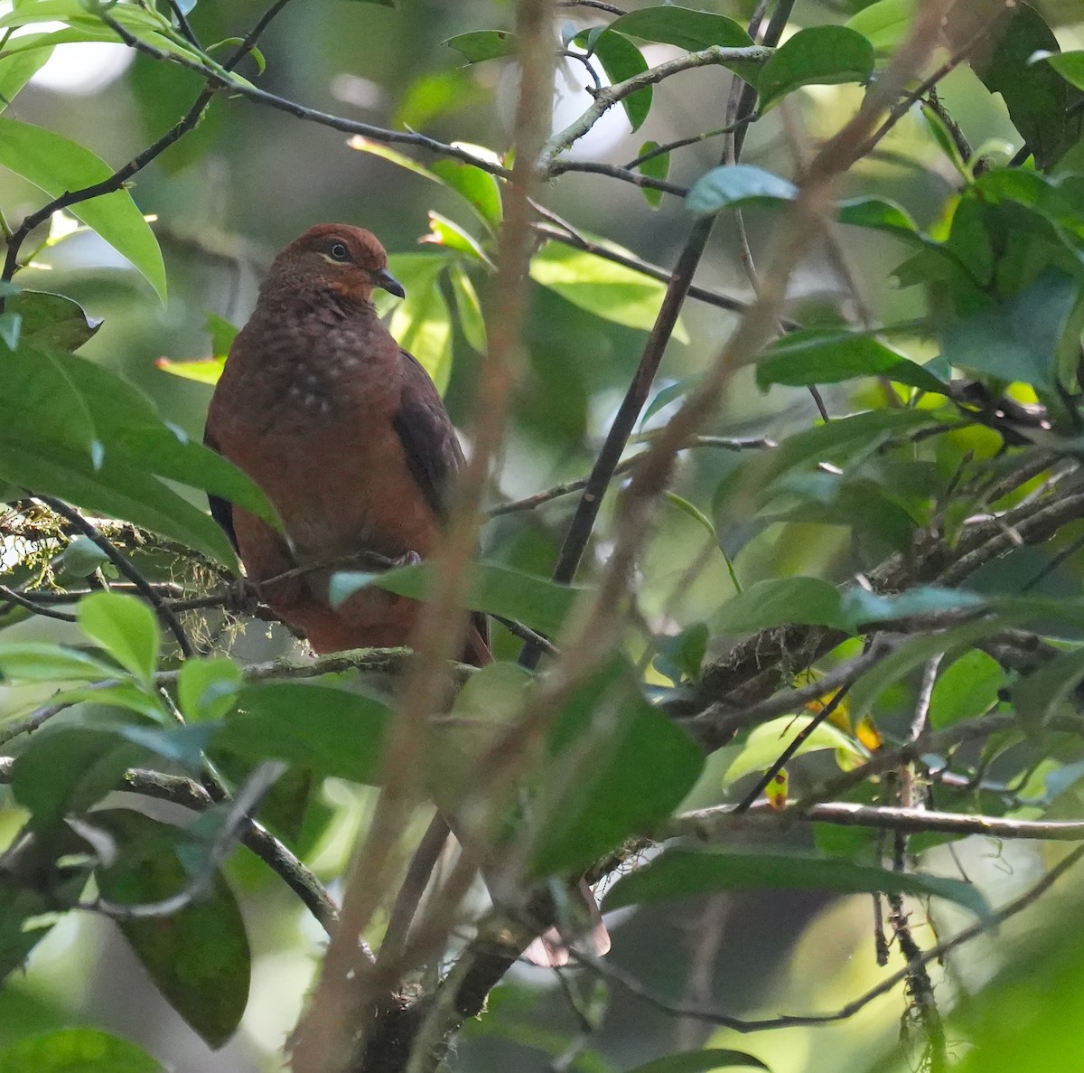 Phasianelle brune - ML644855428