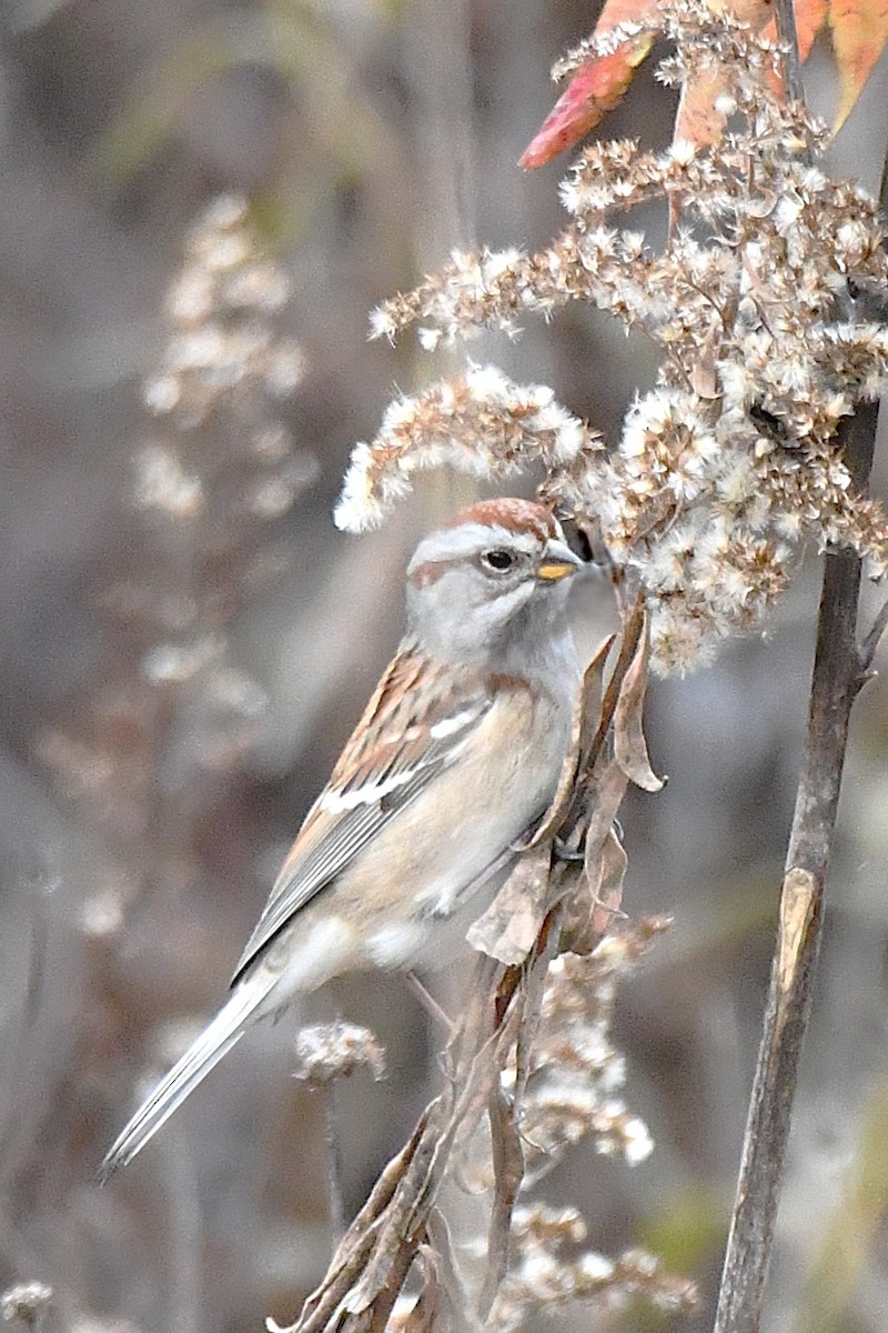 American Tree Sparrow - ML644855435