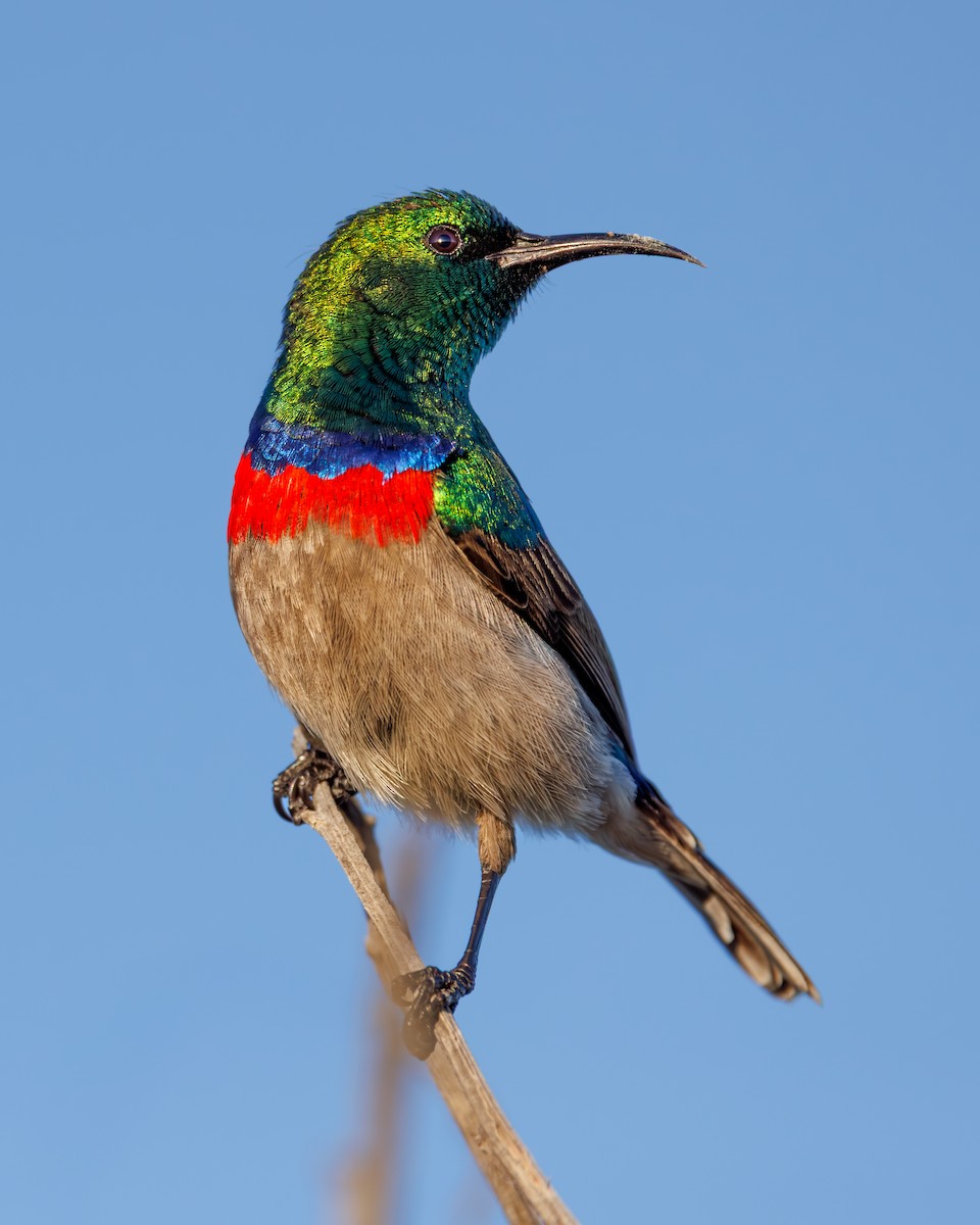 Güneyli Çift Kuşaklı Nektarkuşu - ML644855437