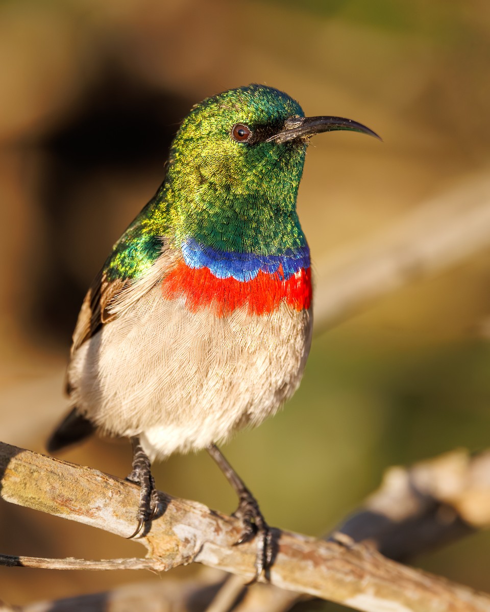 Güneyli Çift Kuşaklı Nektarkuşu - ML644855438