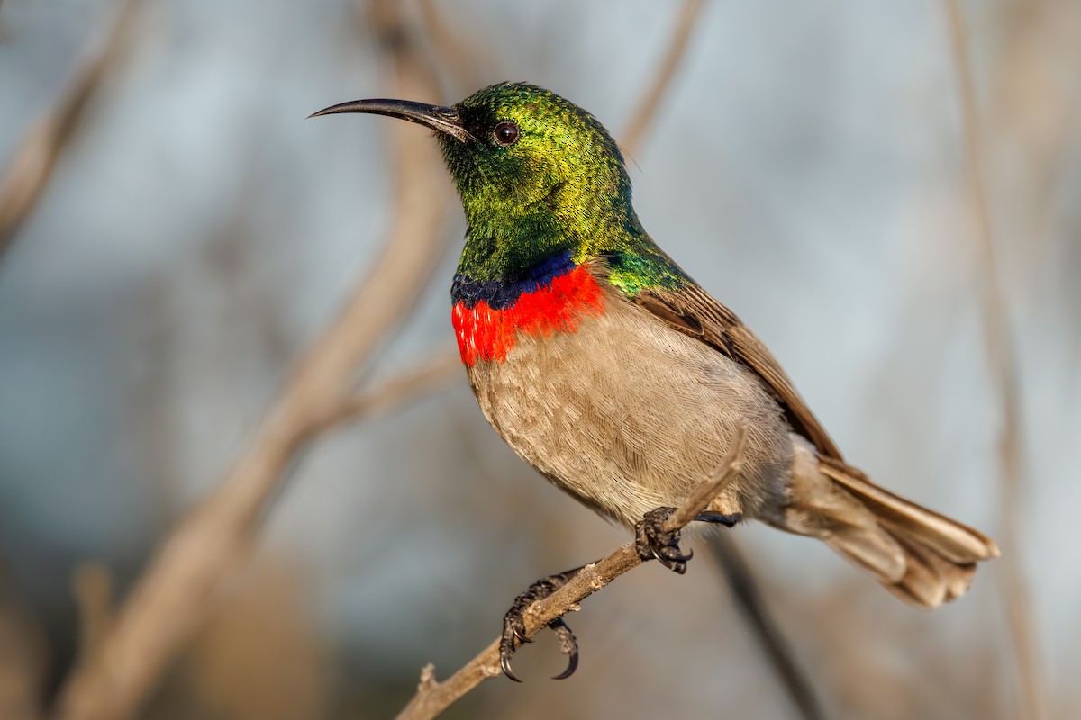 Güneyli Çift Kuşaklı Nektarkuşu - ML644855439