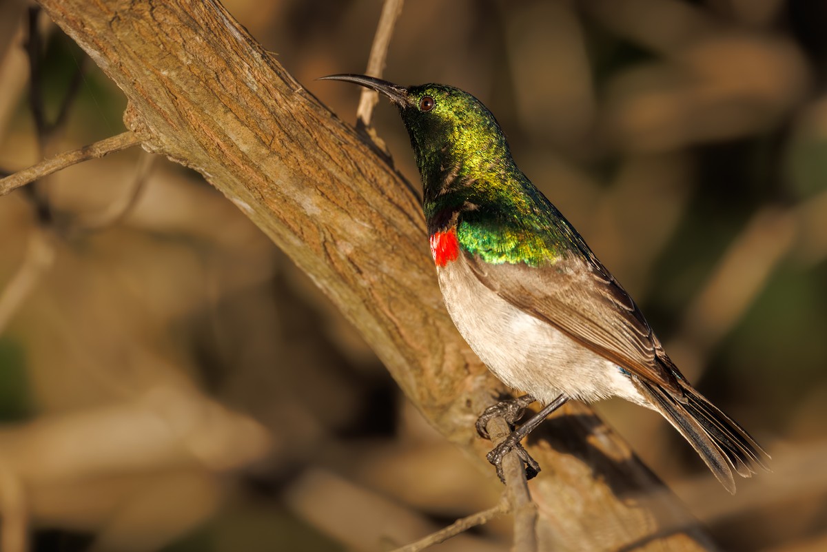 Güneyli Çift Kuşaklı Nektarkuşu - ML644855440