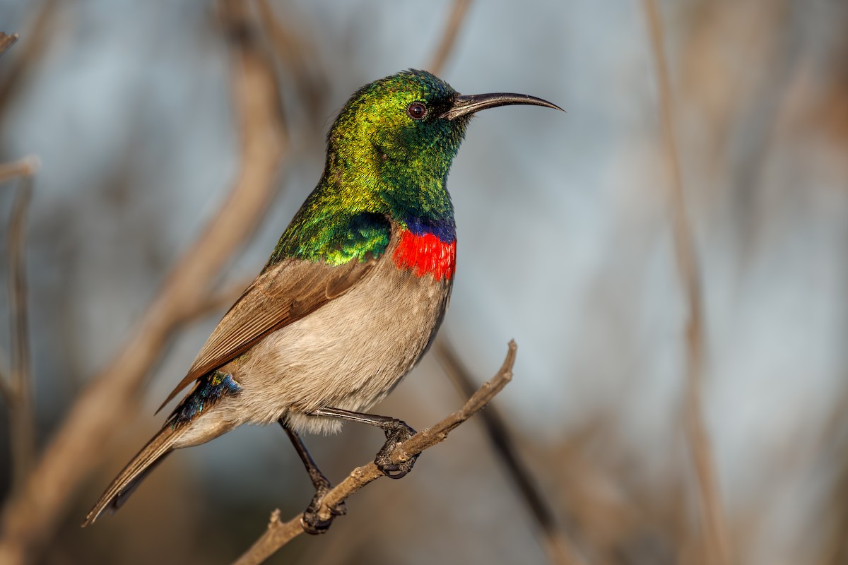 Güneyli Çift Kuşaklı Nektarkuşu - ML644855441