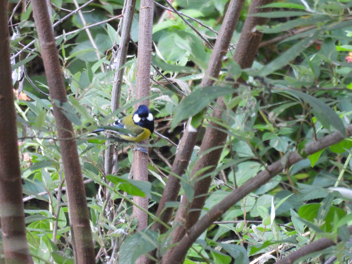 Bergkohlmeise - ML644855444