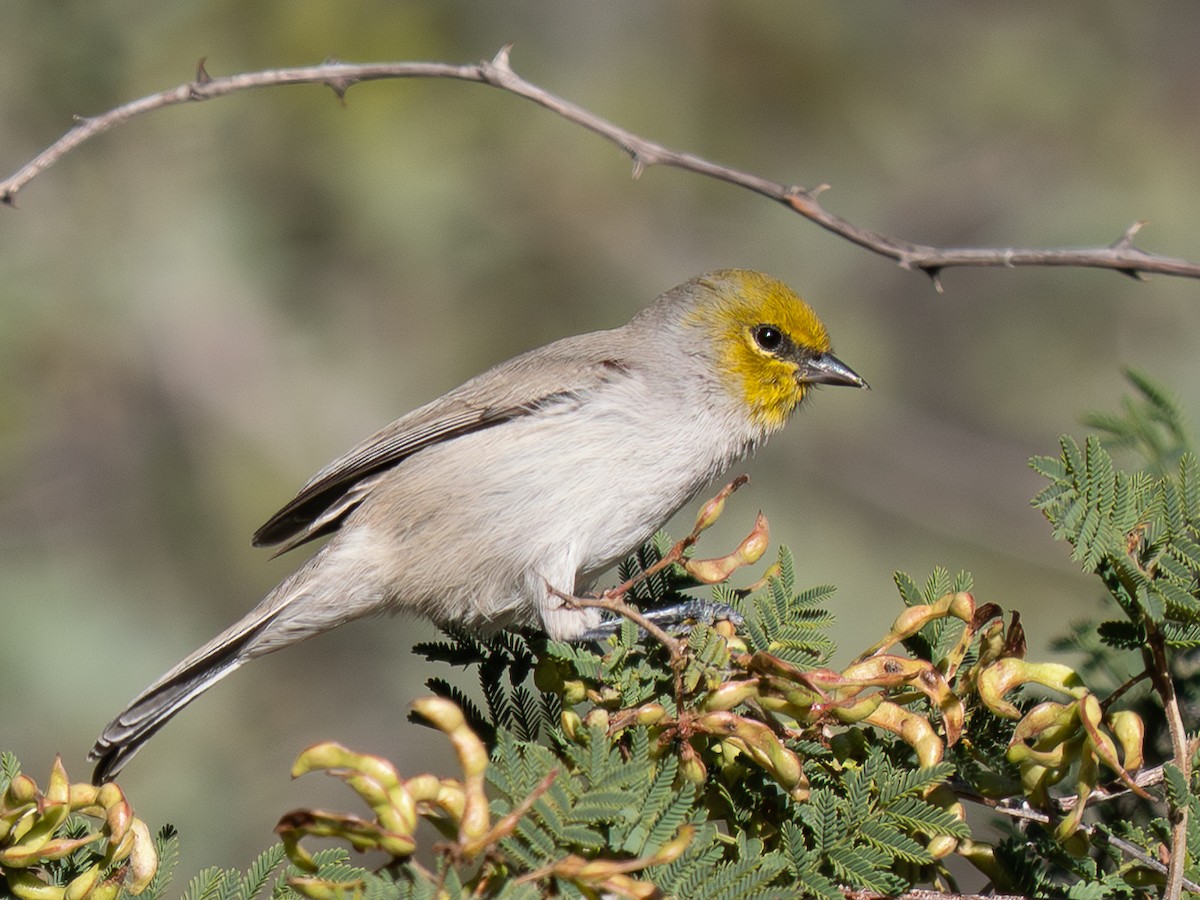 Verdin - ML644855454