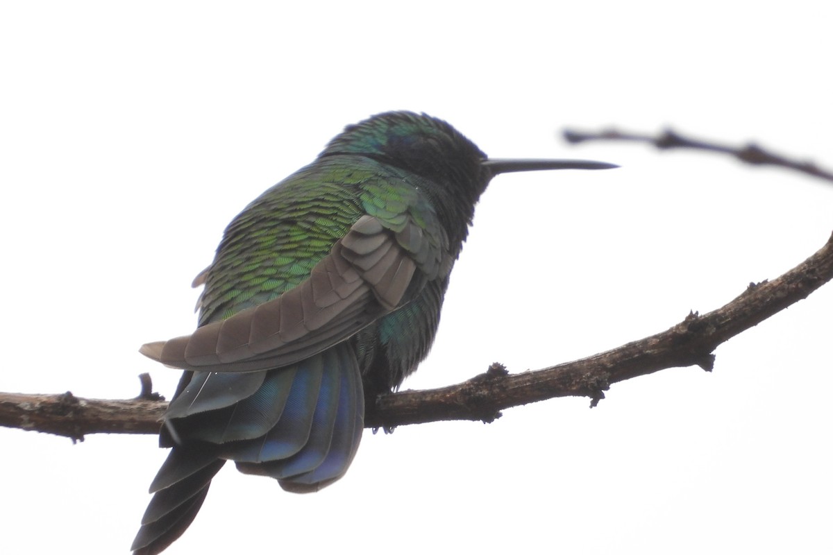 Sparkling Violetear - ML644855470