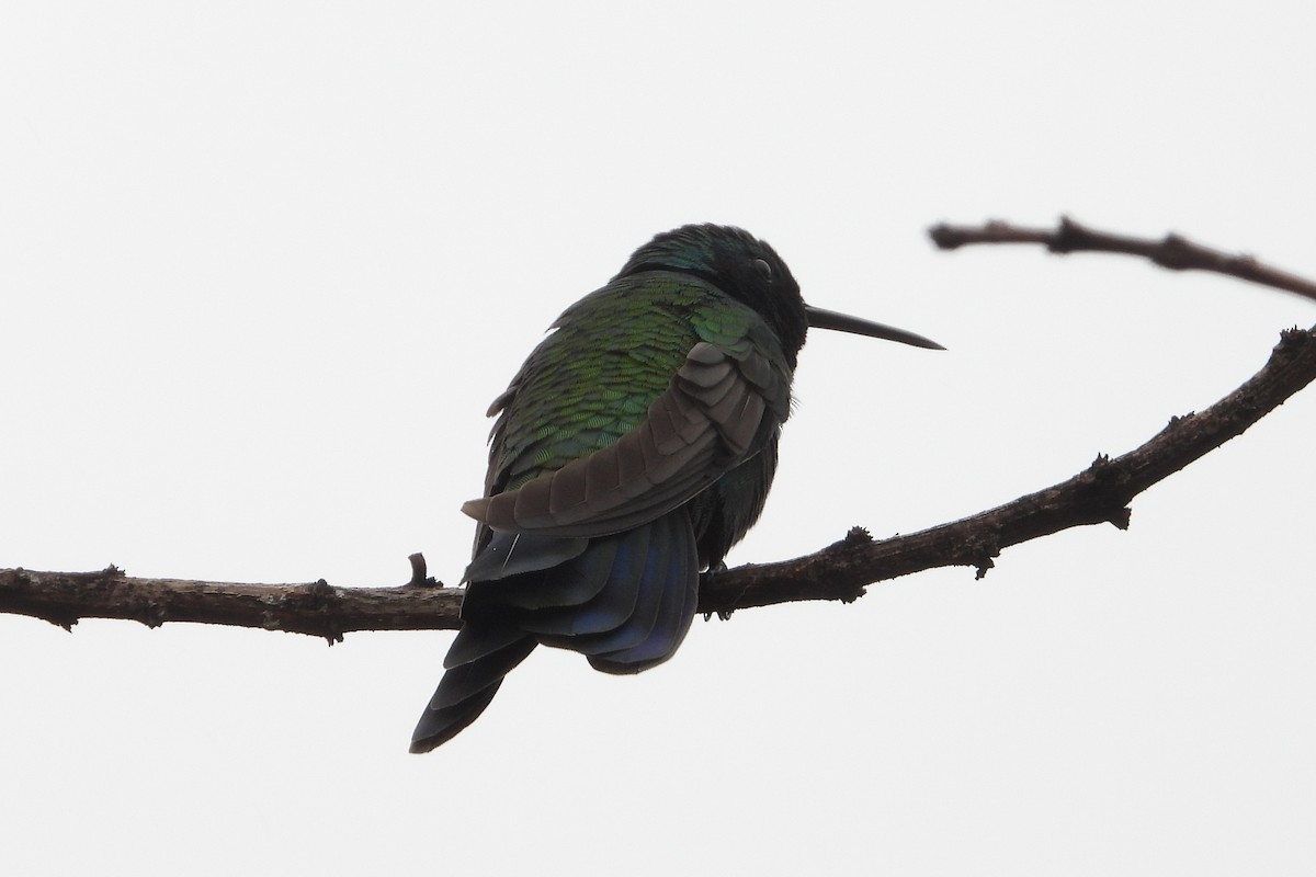 Sparkling Violetear - ML644855471