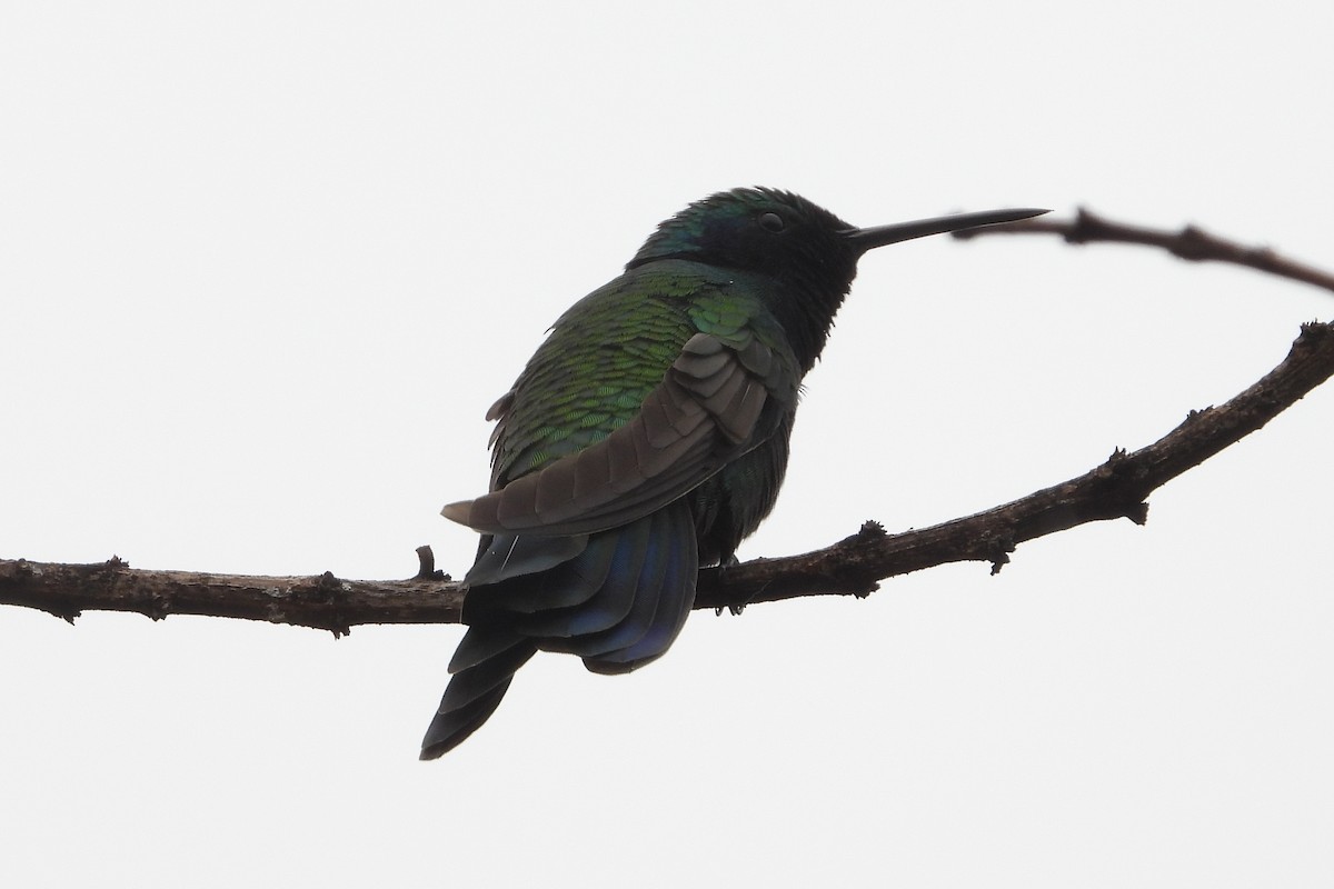 Sparkling Violetear - ML644855472