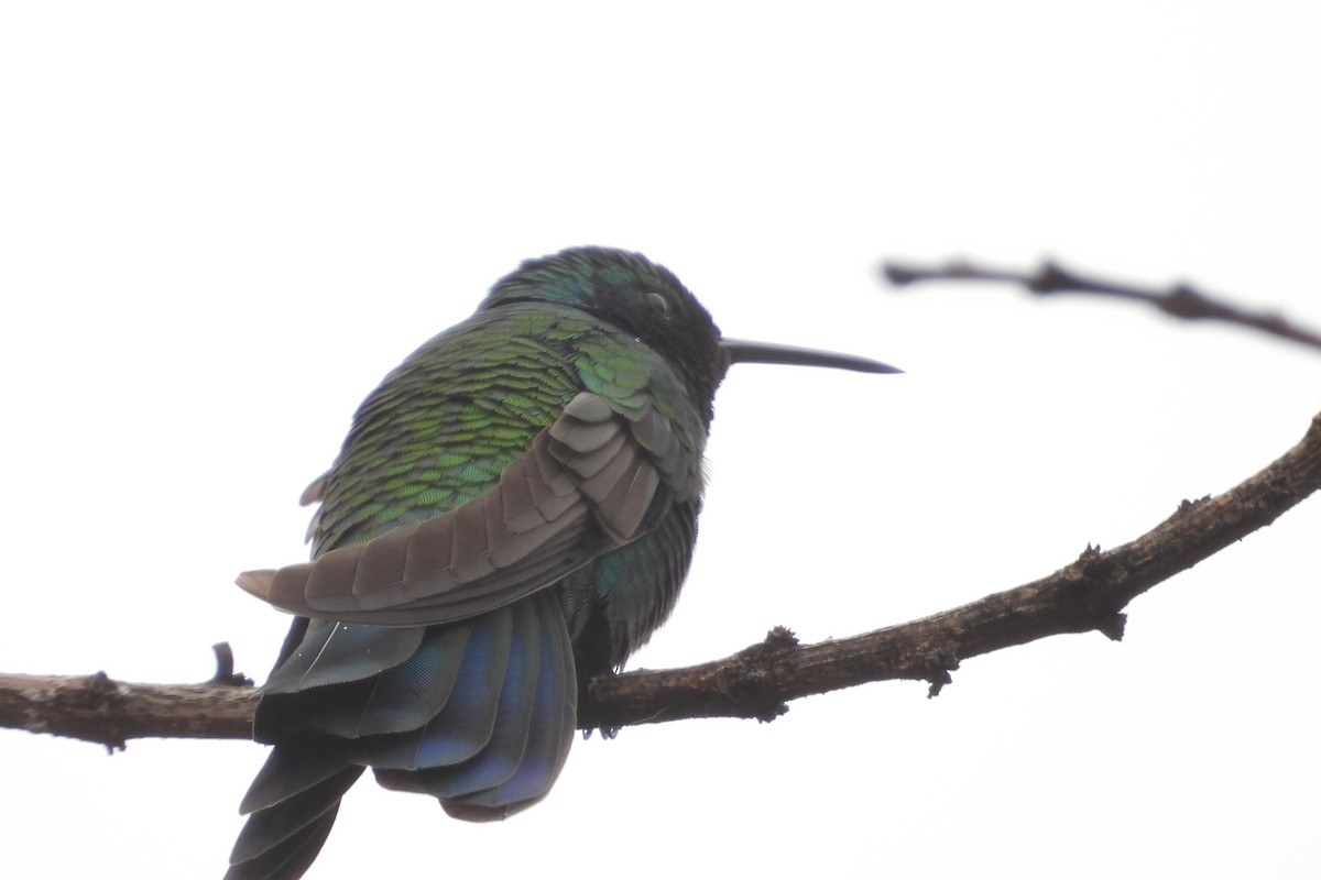 Sparkling Violetear - ML644855473