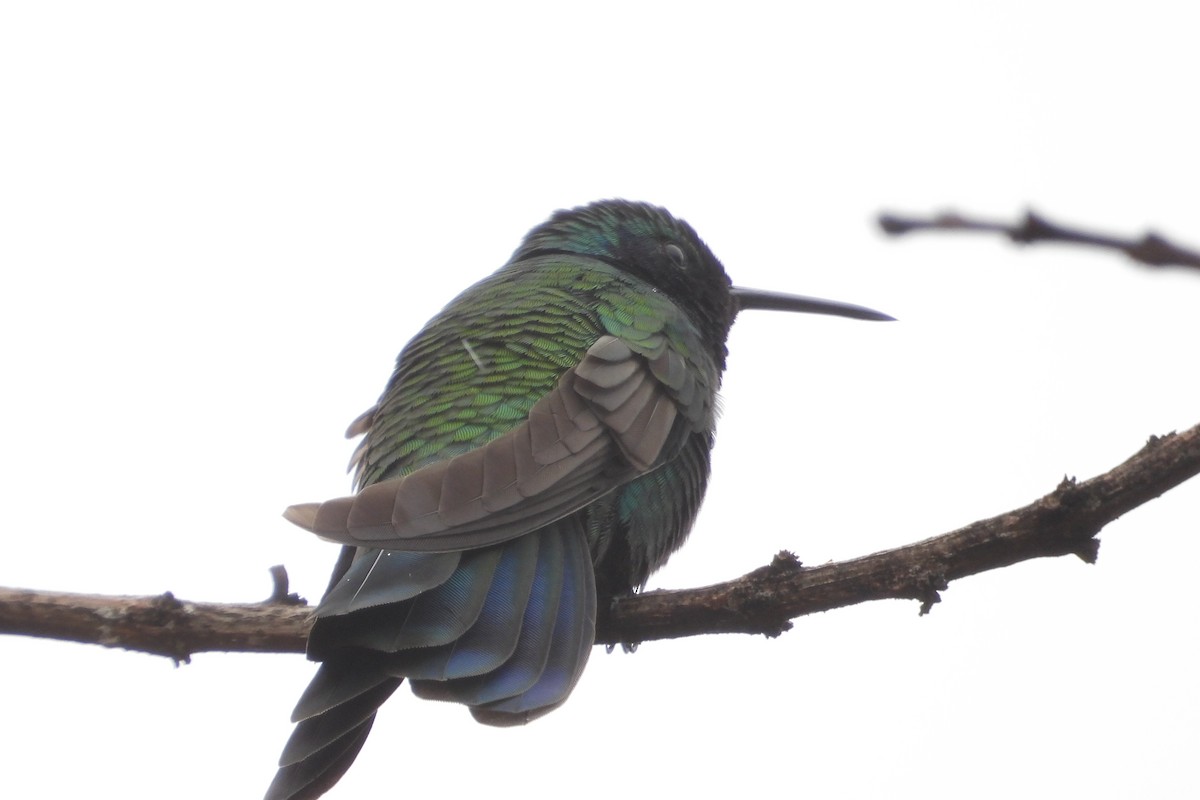 Sparkling Violetear - ML644855474