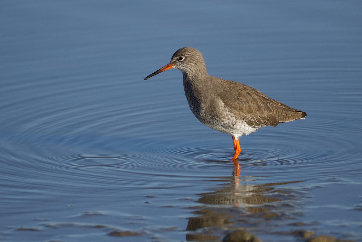 Common Redshank - ML644855485