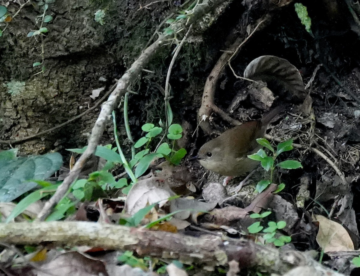 Atherton Serikornisi - ML644855490