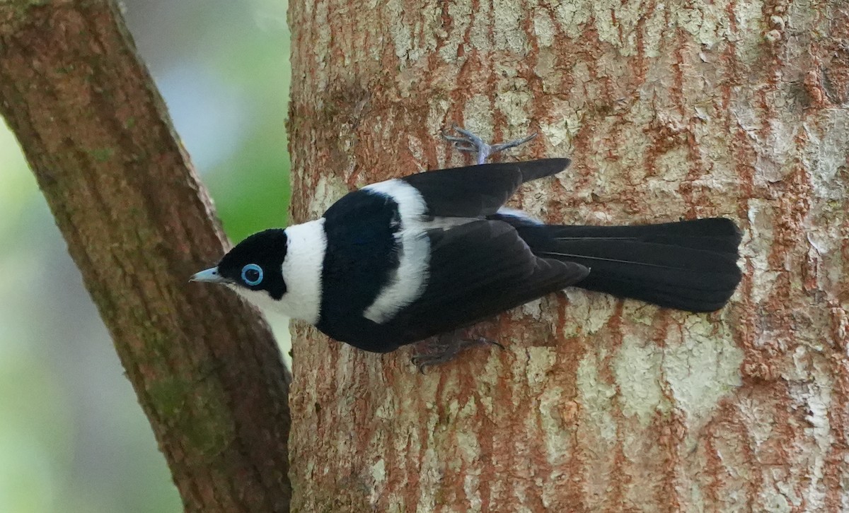 Alaca Gözlüklü Monark - ML644855518