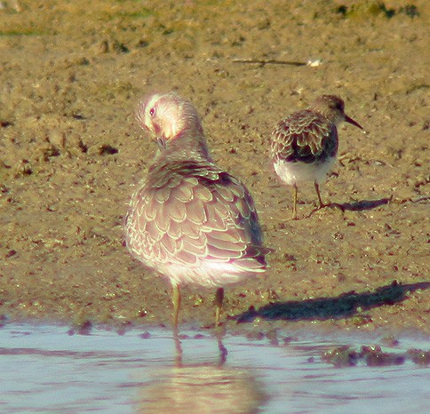 Red Knot - ML644855531
