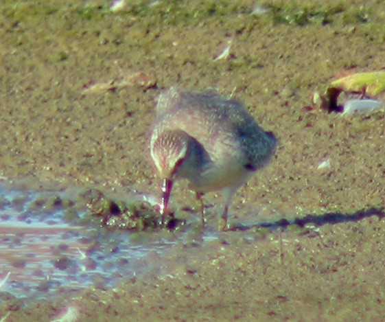 Red Knot - ML644855539