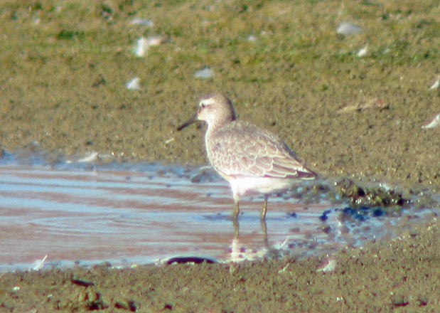 Red Knot - ML644855540
